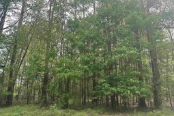 Tbd Creekside Dr. photo 4