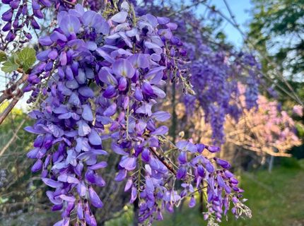 10285 Ponderosa Way, Pine Grove, CA 95665 Photo