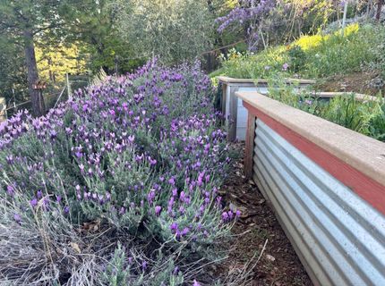 10285 Ponderosa Way, Pine Grove, CA 95665 Photo