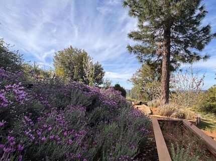 10285 Ponderosa Way, Pine Grove, CA 95665 Photo