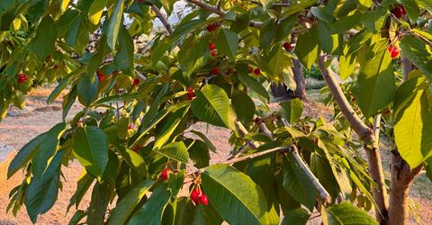 10285 Ponderosa Way, Pine Grove, CA 95665 Photo