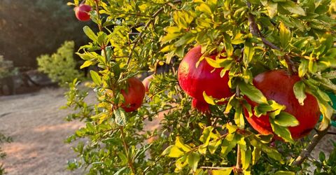 10285 Ponderosa Way, Pine Grove, CA 95665 Photo