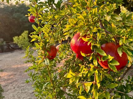 10285 Ponderosa Way, Pine Grove, CA 95665 Photo