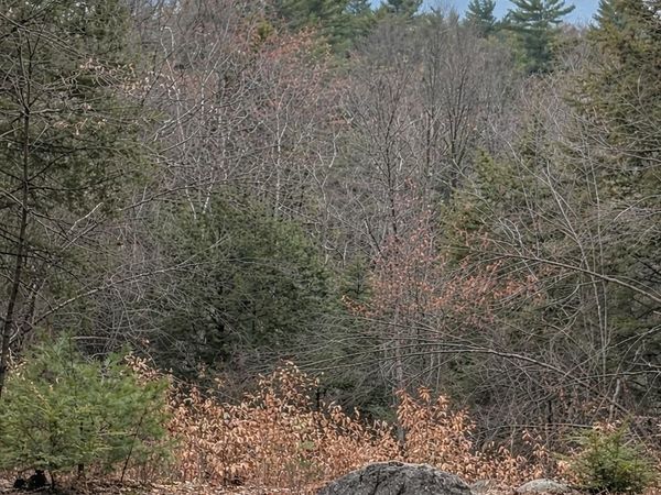 0 Greenwood Road, Unit map 8 lot 37H, Dublin, NH 03444