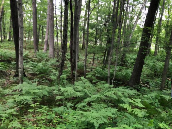 7752 N Felch Avenue, Bitely, MI 49309