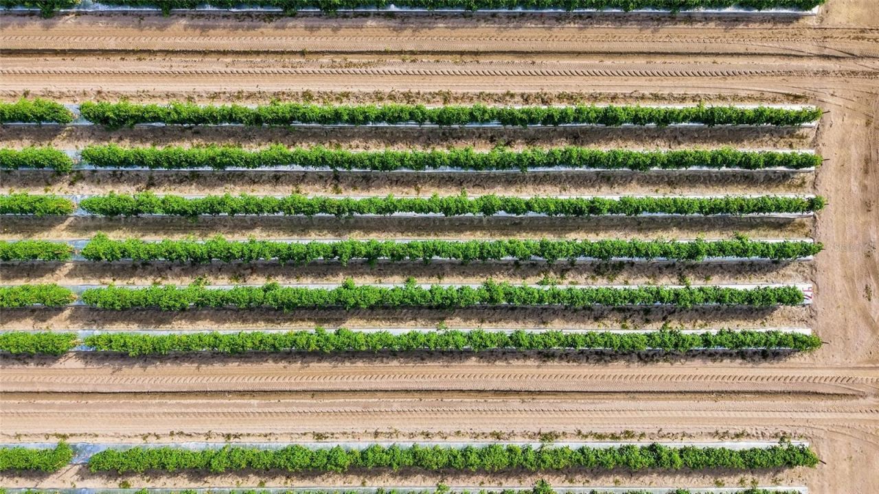 6150 Pringle Lane , Immokalee, FL 34142 Photo