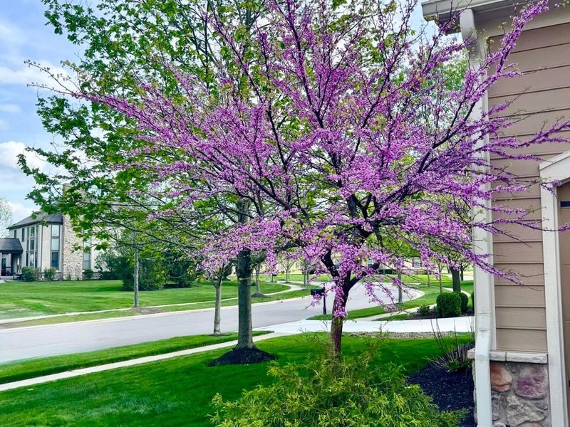 5997 Baronscourt Way, Dublin, OH 43016 Photo 83