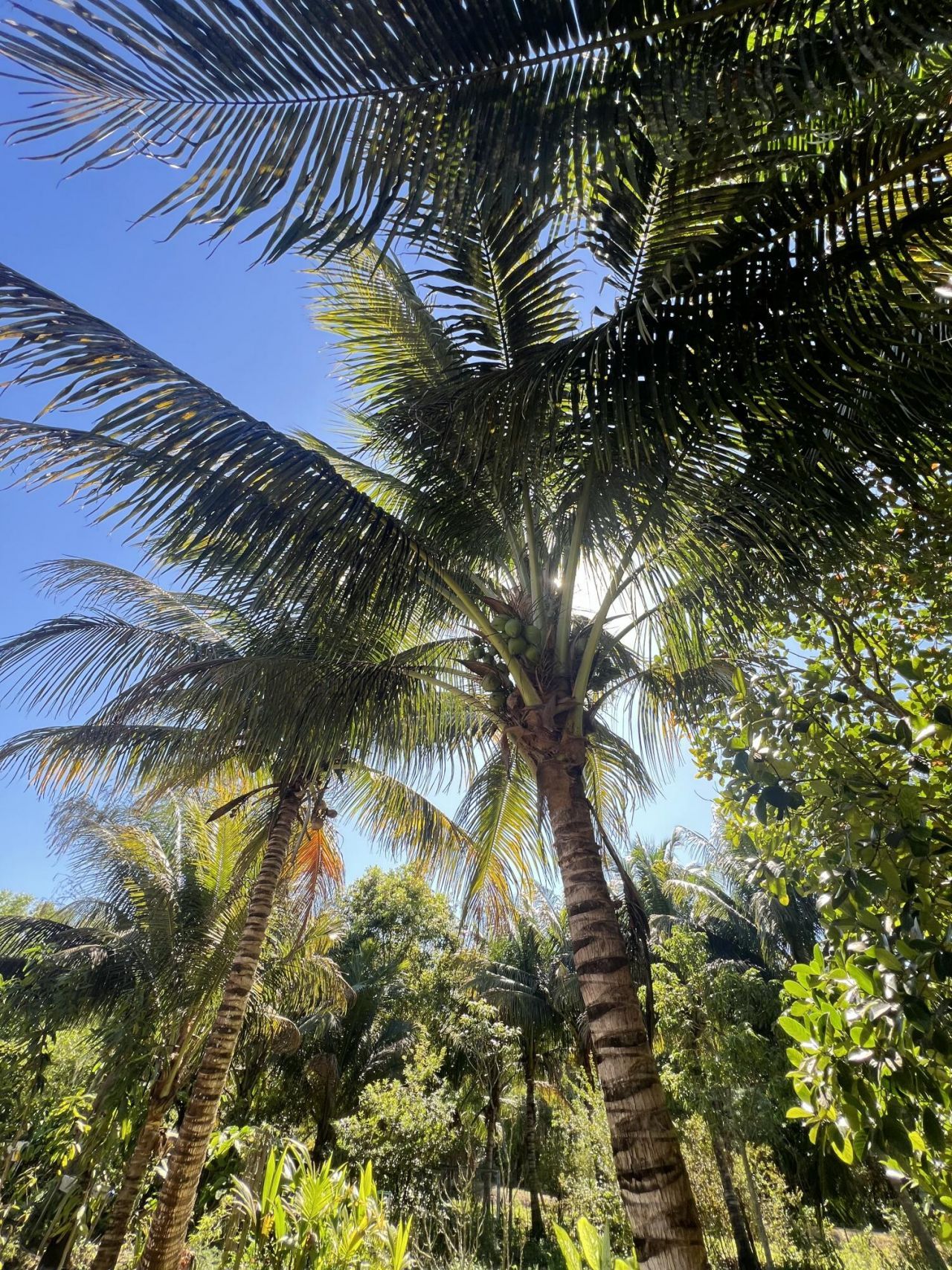 17254 32nd Lane N, The Acreage, FL 33470 Photo