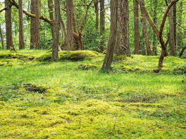 Lot 88 Sockeye Dr, Mudge Island, BC V0R 1X6