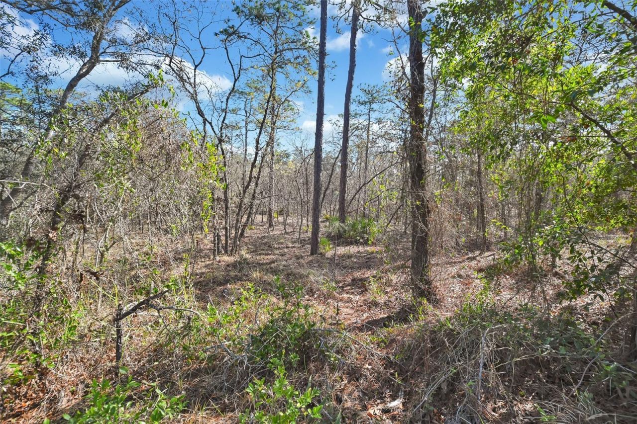 17 Elder Court E, Homosassa, FL 34446 Photo