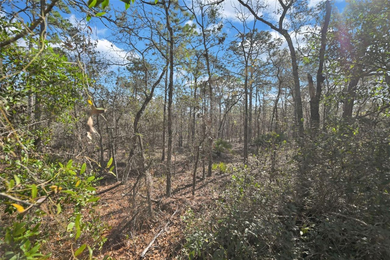 17 Elder Court E, Homosassa, FL 34446 Photo