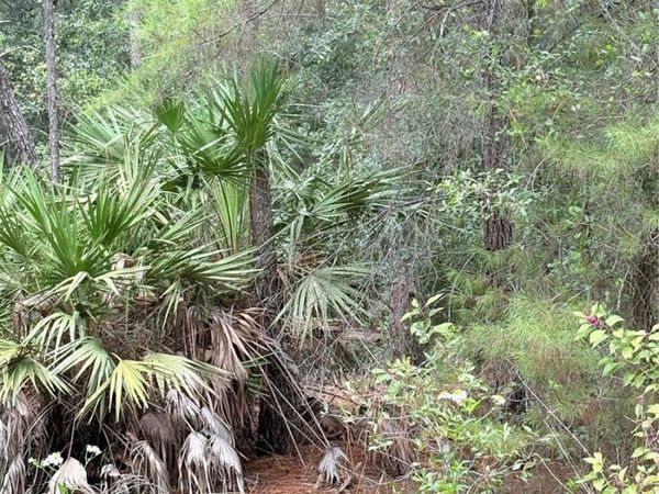 TBD NE 237TH PLACE , FORT MC COY, FL 32134