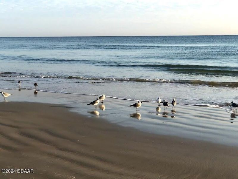 2828 N Atlantic Avenue, Unit 604, Daytona Beach, FL 32118 Photo