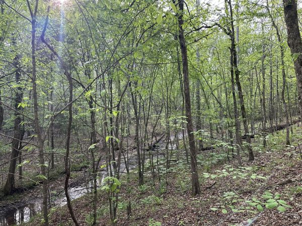 828 McCord Hollow Rd, Hohenwald, TN 38462