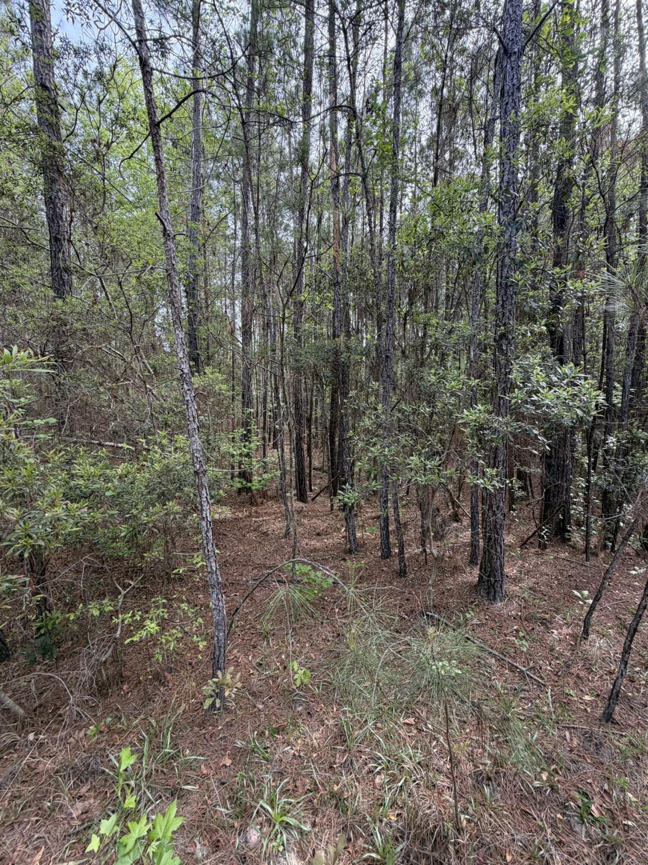 200 Yearling Drive Photo 11