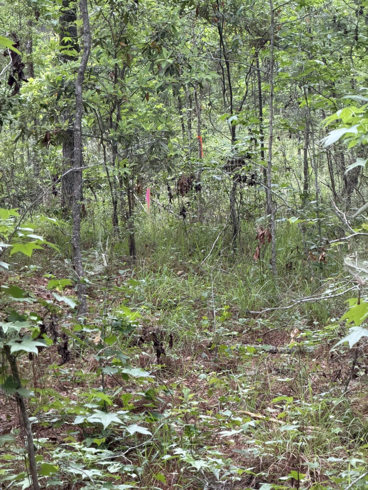 200 Yearling Drive Photo 16