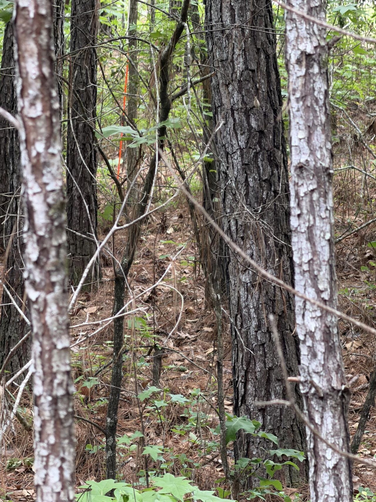 200 Yearling Drive Photo 17