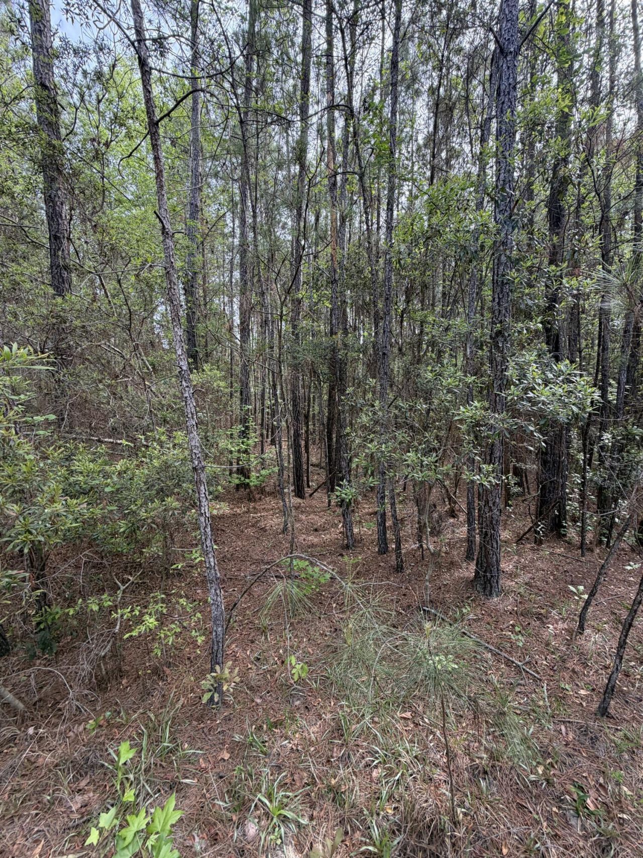 200 Yearling Drive Photo 6