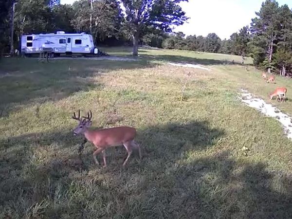 0 County Road 2590, Edgar Springs, MO 65462