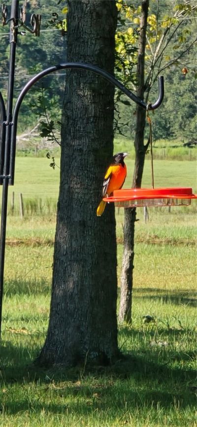 Tdb (lot 1) 55th Place, Mc Alpin, FL 32062 Photo