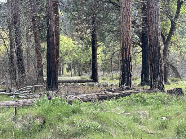 6120 Diamond Mountain Road, Taylorsville, CA 95983