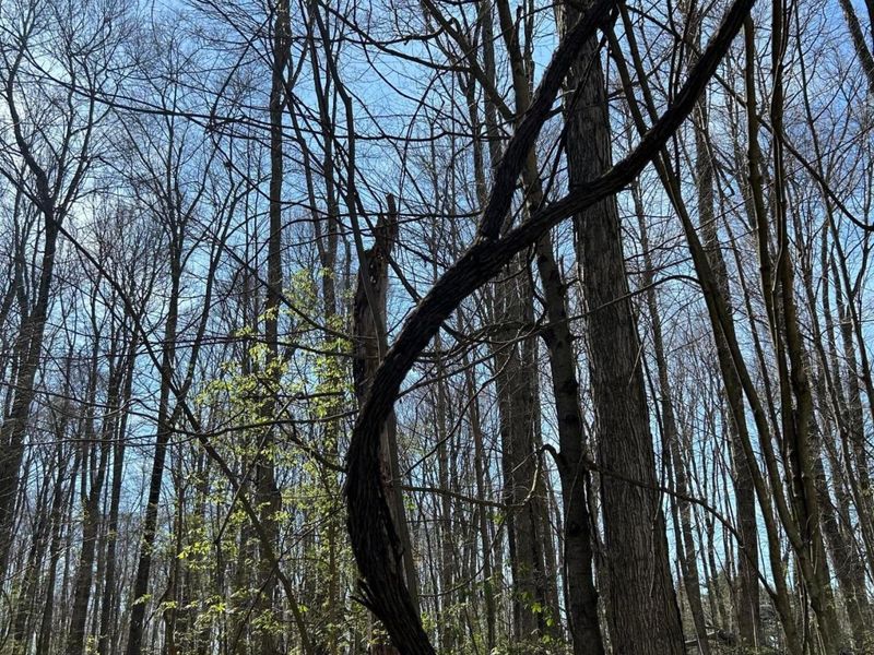 0 County Road 14, Mount Gilead, OH 43338 Photo 17