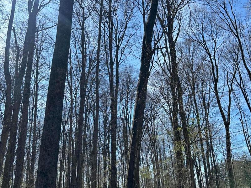 0 County Road 14, Mount Gilead, OH 43338 Photo 25