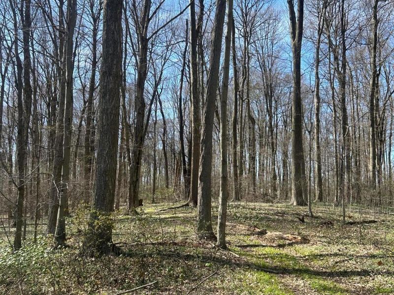 0 County Road 14, Mount Gilead, OH 43338 Photo 39