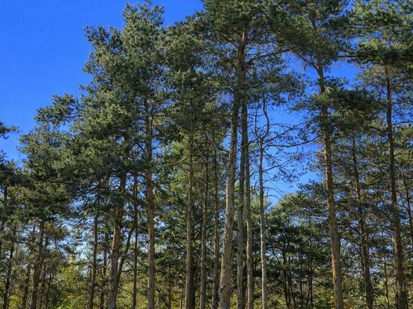 8832 Cedar Creek Drive, Petoskey, MI 49770