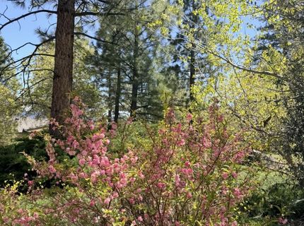 16770 Mt Rose Highway, Reno, NV 89511 Photo