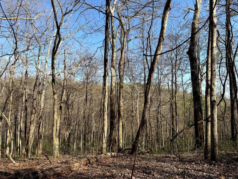 0 Little Kyger Road, Unit (Little Ky, Cheshire, OH 45620 Photo 25