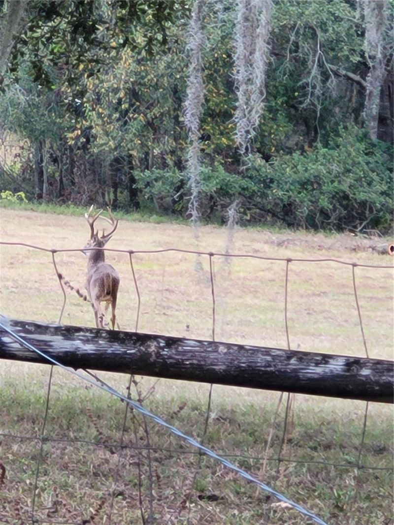 Tbd (lot 2) 55th Place, Mc Alpin, FL 32062 Photo