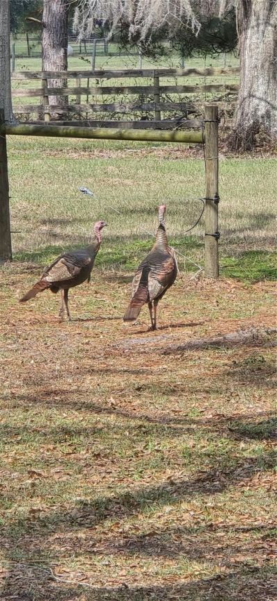 Tbd (lot 2) 55th Place, Mc Alpin, FL 32062 Photo
