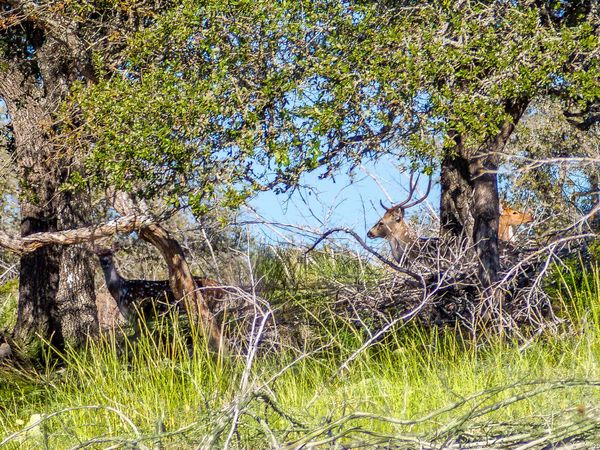 TBD Hwy 39, Hunt, TX 78024
