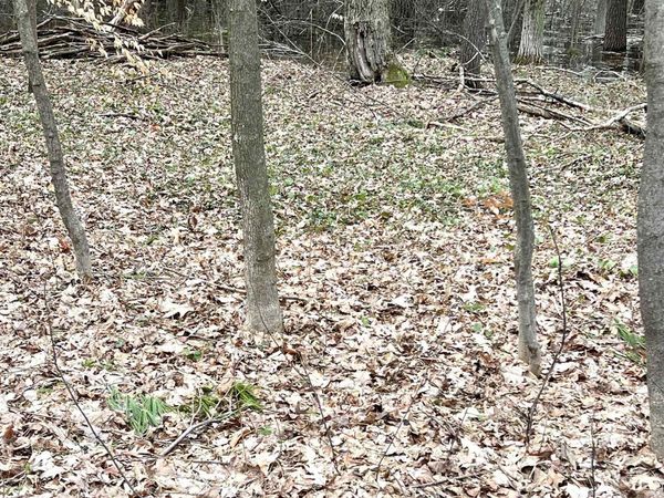 Kenwood Road, Cadillac, MI 49601