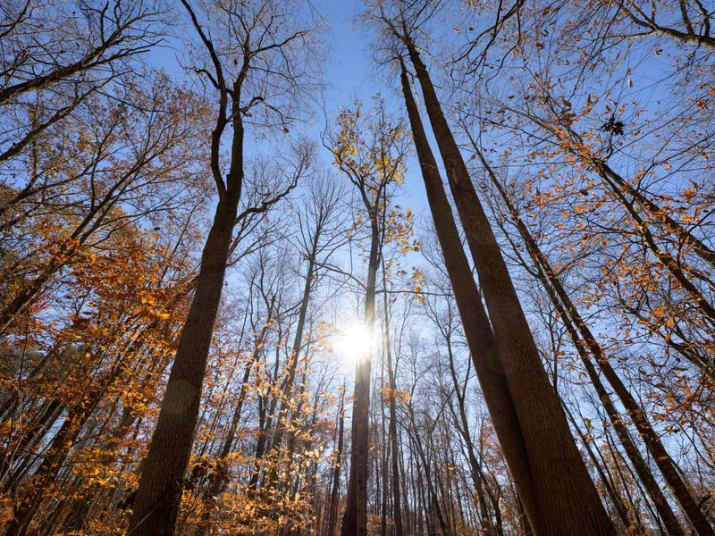 0 Morning Star Road, Racine, OH 45771 Photo 1