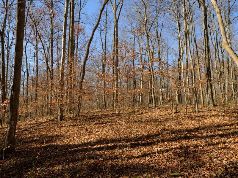 0 Morning Star Road, Racine, OH 45771 Photo 10