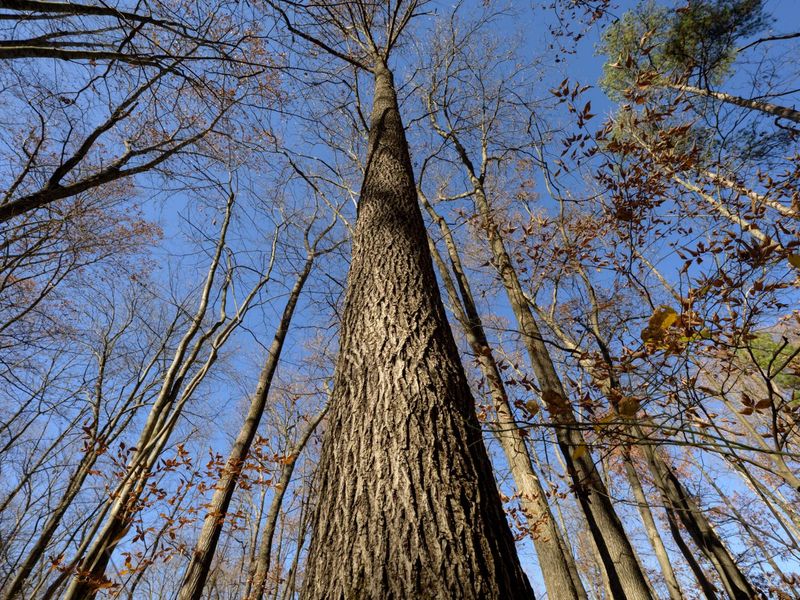 0 Morning Star Road, Racine, OH 45771 Photo 2