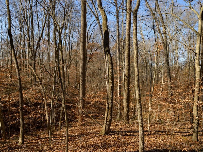 0 Morning Star Road, Racine, OH 45771 Photo 5