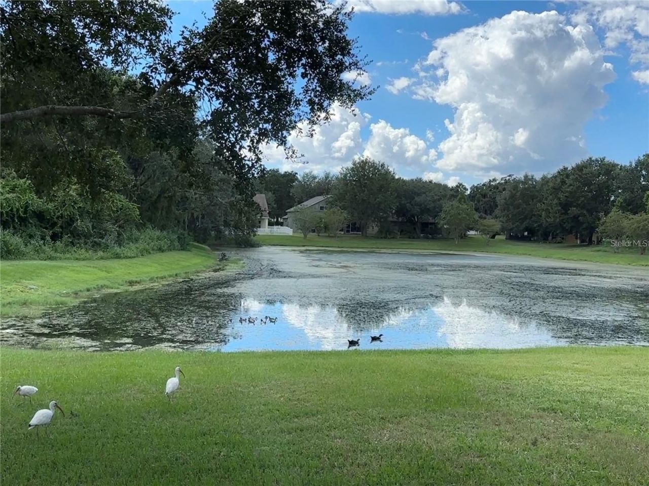 13016 Terrace Brook Place, Temple Terrace, FL 33637 Photo