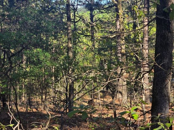 Wolf Trail , Moyers, OK 74557