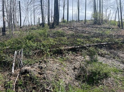 7352 Winding Way, Grizzly Flats, CA 95636 Photo