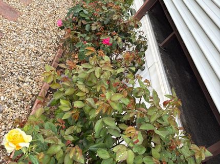 19690 N Highway 99 #164, Acampo, CA 95220 Photo