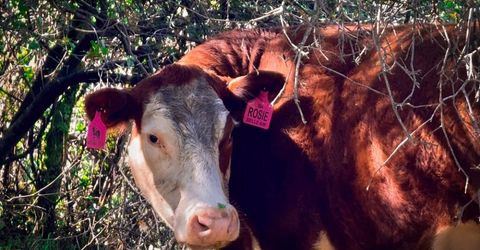 12320 Poppy Lane, Auburn, CA 95602 Photo