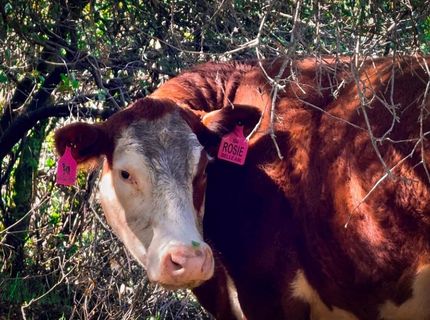 12320 Poppy Lane, Auburn, CA 95602 Photo