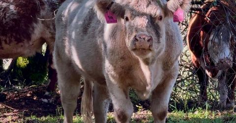 12320 Poppy Lane, Auburn, CA 95602 Photo