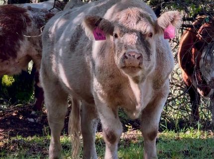 12320 Poppy Lane, Auburn, CA 95602 Photo