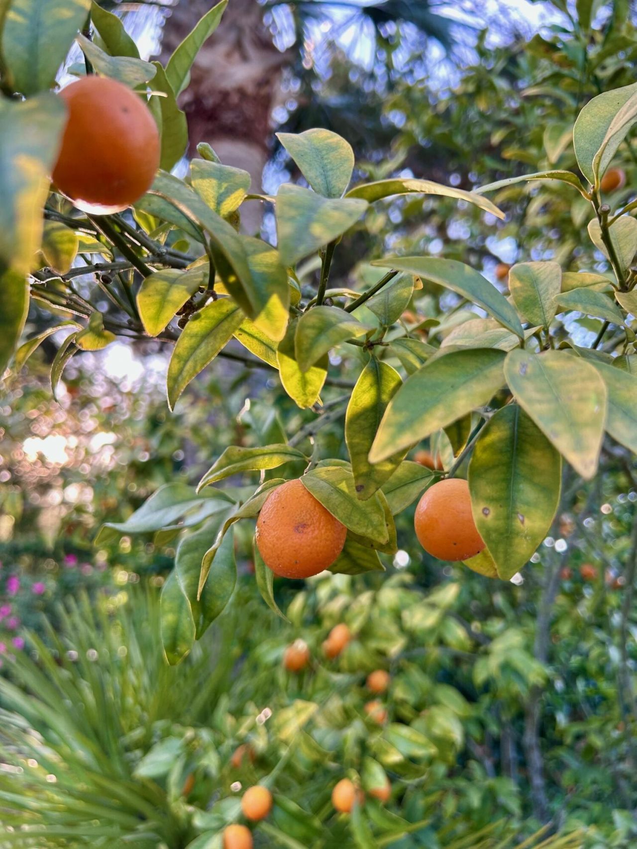 405 Seabreeze Lane Photo 49