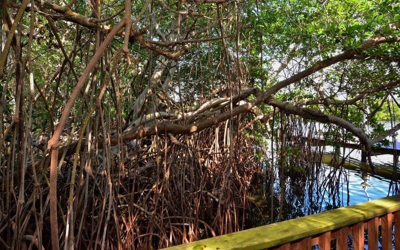 6950 Palm Island Drive, Placida, FL 33946 Photo