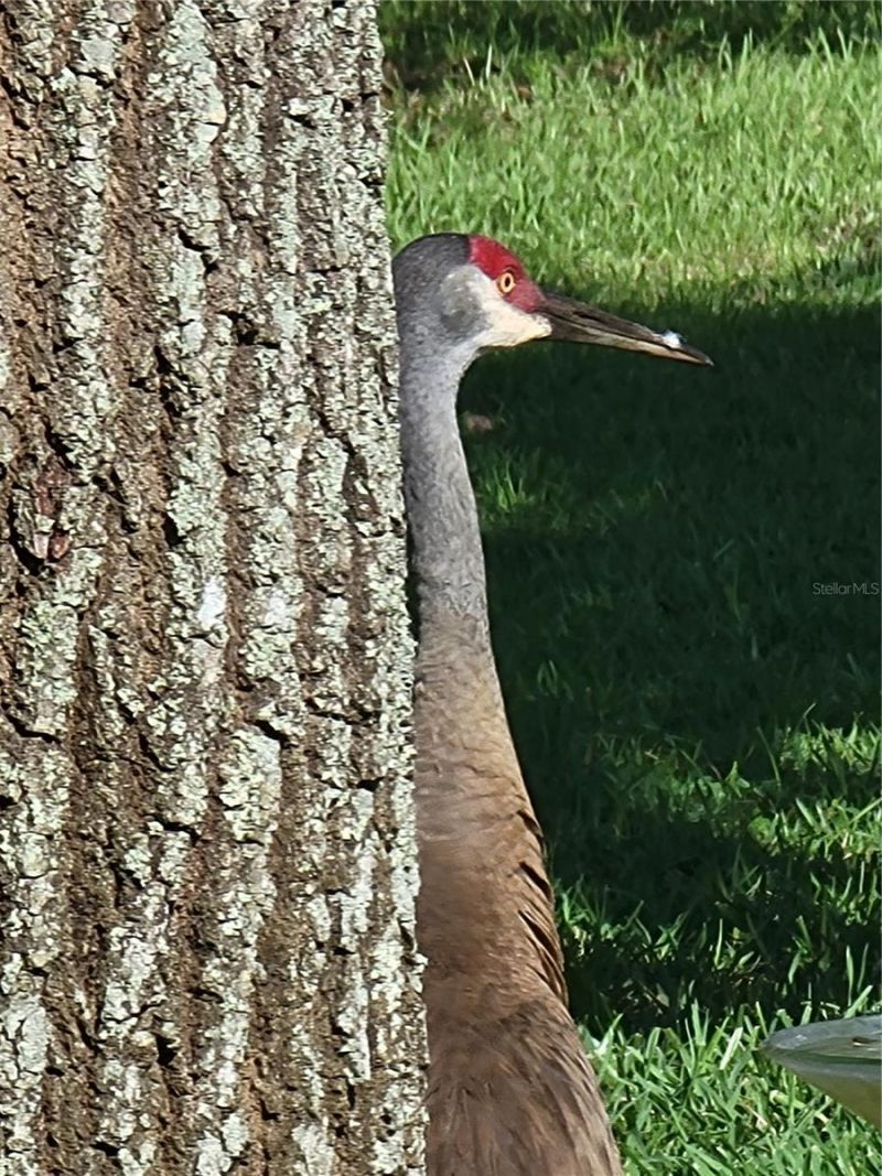 3723 Mulberry Grove Loop, Leesburg, FL 34748 Photo